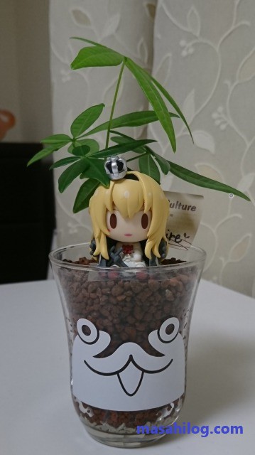 飾り方解説 パキラ ちょこのっこ Masahilog マサヒログ